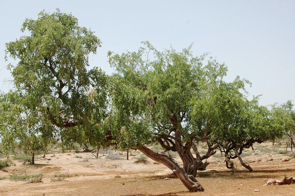 Large Salvadora Persica/Arak Miswak Tree in a desert landscape with clear blue sky