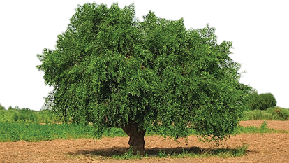 Salvadora Persica Toothbrush Stick